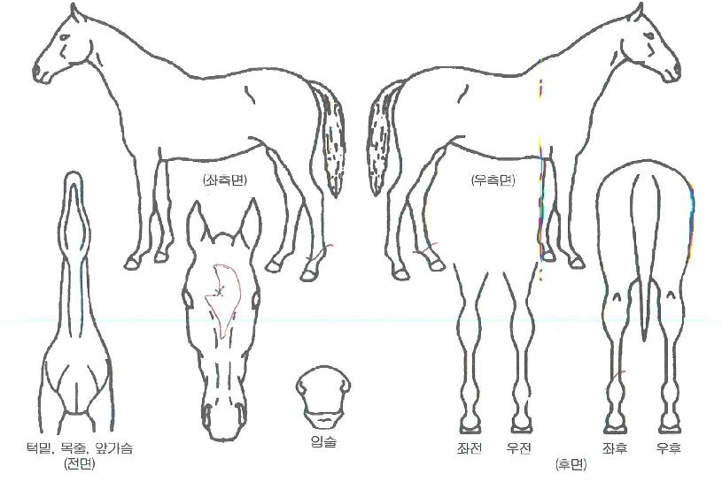 ÄÉÀͺ극µåÀÚ¸¶ÀÇ Ãø¸é,¿ì¸é,µÞ¸é,µÎ»ó,´Ù¸®ÀÇ Æ¯Â¡µµÇØ