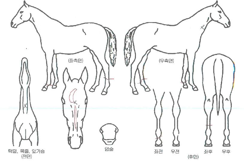 ÇØÇÇÄÄÆÐ´Ï¾ðÀÇ Ãø¸é,¿ì¸é,µÞ¸é,µÎ»ó,´Ù¸®ÀÇ Æ¯Â¡µµÇØ