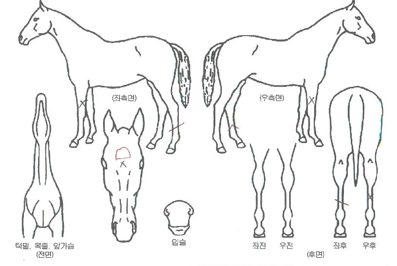 ·¹Àüµå°ÉÀÇ Ãø¸é,¿ì¸é,µÞ¸é,µÎ»ó,´Ù¸®ÀÇ Æ¯Â¡µµÇØ