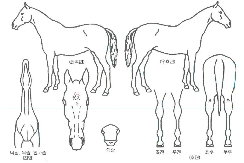 ´ç´ë°ÉÀÛÀÇ Ãø¸é,¿ì¸é,µÞ¸é,µÎ»ó,´Ù¸®ÀÇ Æ¯Â¡µµÇØ