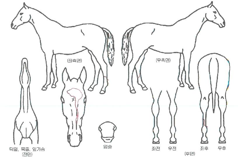 �Ƹ��ٿ������ ����,���,�޸�,�λ�,�ٸ��� Ư¡����