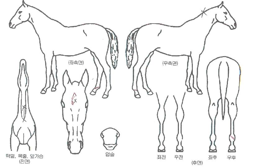 Äèµµ½ÅÈÀÇ Ãø¸é,¿ì¸é,µÞ¸é,µÎ»ó,´Ù¸®ÀÇ Æ¯Â¡µµÇØ