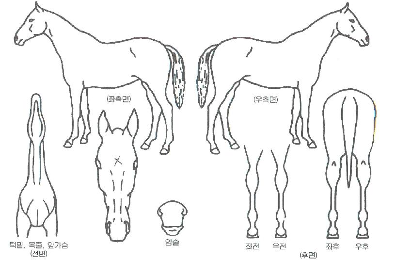 ÆÛÆåÆ®ºò¾¾ÀÇ Ãø¸é,¿ì¸é,µÞ¸é,µÎ»ó,´Ù¸®ÀÇ Æ¯Â¡µµÇØ
