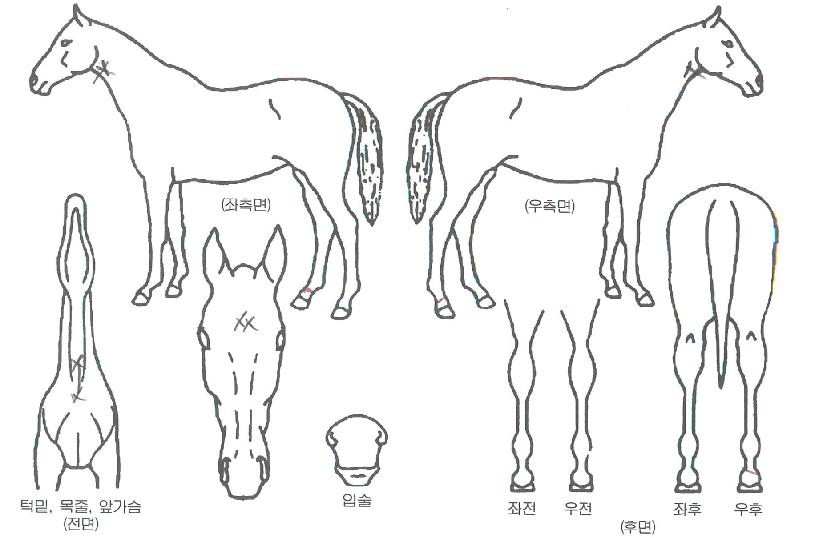 �����̿��ڸ��� ����,���,�޸�,�λ�,�ٸ��� Ư¡����