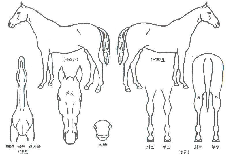 »ûº°¾ÆÄ§ÀÇ Ãø¸é,¿ì¸é,µÞ¸é,µÎ»ó,´Ù¸®ÀÇ Æ¯Â¡µµÇØ