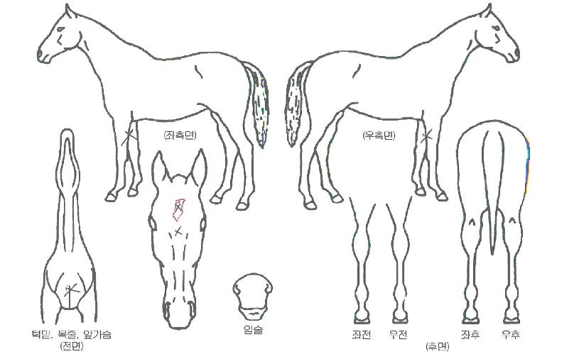 °ñµå¼±µ¥ÀÌÀÇ Ãø¸é,¿ì¸é,µÞ¸é,µÎ»ó,´Ù¸®ÀÇ Æ¯Â¡µµÇØ