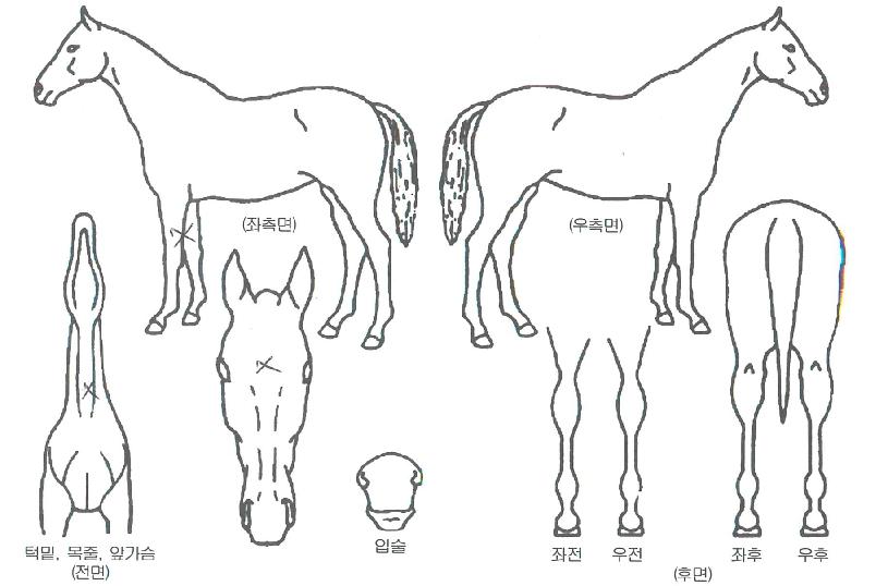 ����Ʈ���� ����,���,�޸�,�λ�,�ٸ��� Ư¡����