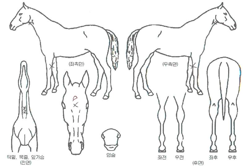 �����Ӱ���� ����,���,�޸�,�λ�,�ٸ��� Ư¡����