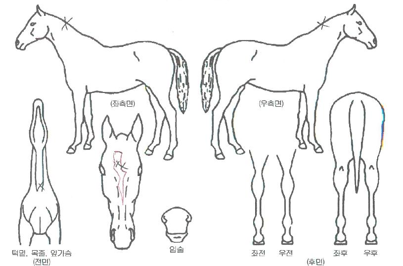 ÁֱؼºÀÇ Ãø¸é,¿ì¸é,µÞ¸é,µÎ»ó,´Ù¸®ÀÇ Æ¯Â¡µµÇØ