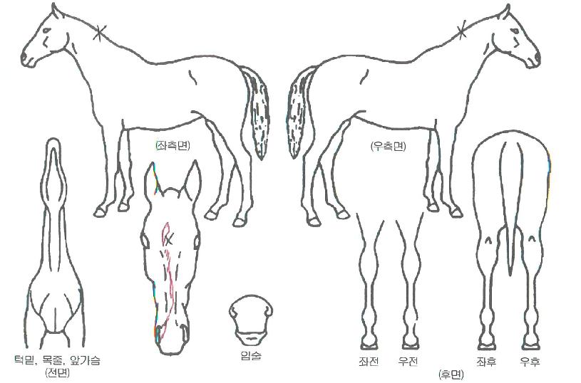 ¹«Àû½ÅÈÀÇ Ãø¸é,¿ì¸é,µÞ¸é,µÎ»ó,´Ù¸®ÀÇ Æ¯Â¡µµÇØ