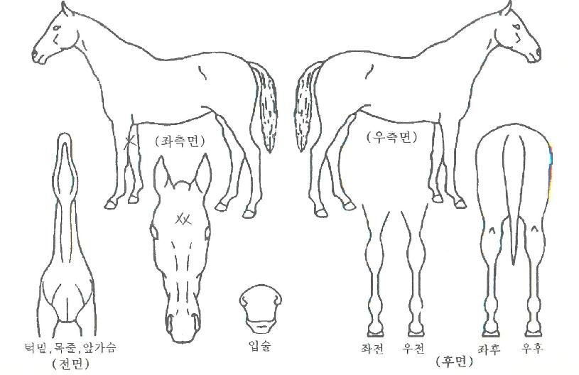 ¶óÆä´ÏüÀÇ Ãø¸é,¿ì¸é,µÞ¸é,µÎ»ó,´Ù¸®ÀÇ Æ¯Â¡µµÇØ