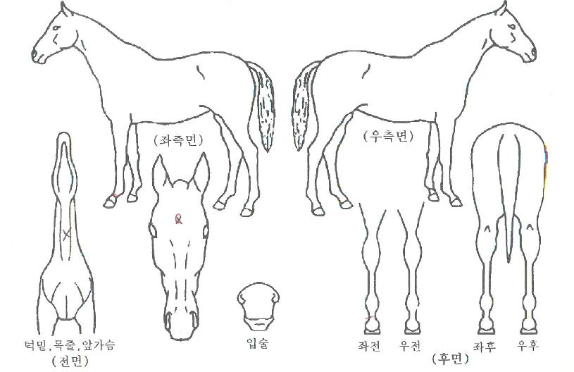 ÇØÇÇÁúÁÖÀÇ Ãø¸é,¿ì¸é,µÞ¸é,µÎ»ó,´Ù¸®ÀÇ Æ¯Â¡µµÇØ