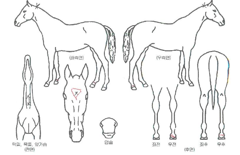 µ¿ÁøÆÝÄ¡ÀÇ Ãø¸é,¿ì¸é,µÞ¸é,µÎ»ó,´Ù¸®ÀÇ Æ¯Â¡µµÇØ