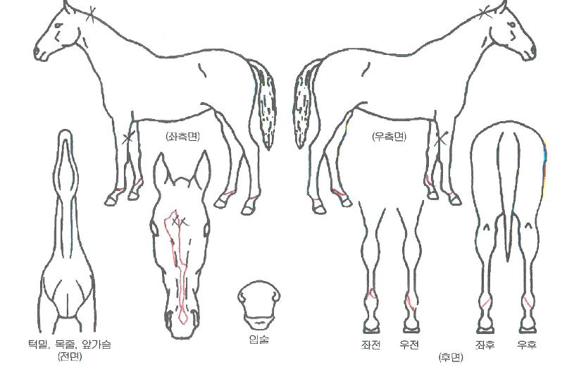 õÁöžÀÇ Ãø¸é,¿ì¸é,µÞ¸é,µÎ»ó,´Ù¸®ÀÇ Æ¯Â¡µµÇØ