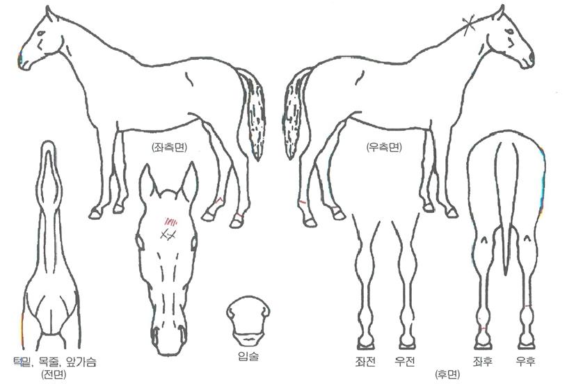 ÇÏÀÌÆÛ½ºÅ¸ÀÇ Ãø¸é,¿ì¸é,µÞ¸é,µÎ»ó,´Ù¸®ÀÇ Æ¯Â¡µµÇØ