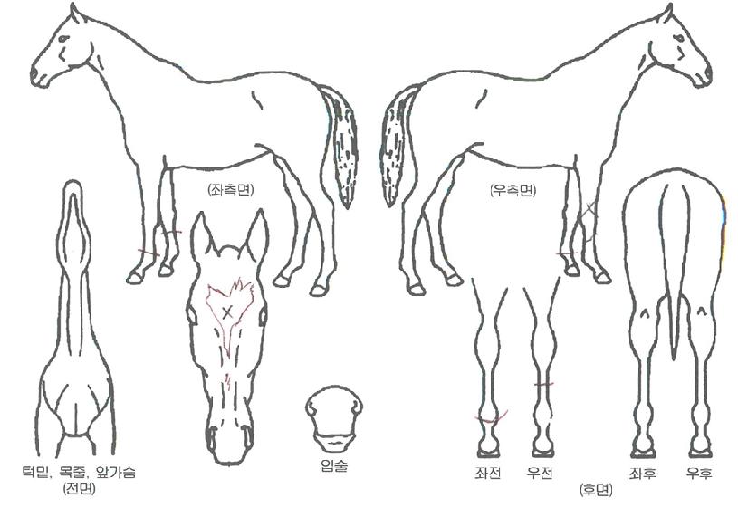 ���Ʒ�ġ�� ����,���,�޸�,�λ�,�ٸ��� Ư¡����