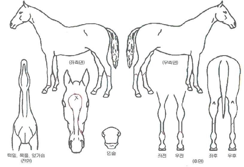 ºûÀ̳ªÀÇ Ãø¸é,¿ì¸é,µÞ¸é,µÎ»ó,´Ù¸®ÀÇ Æ¯Â¡µµÇØ