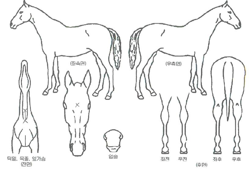 ���è�Ǿ��� ����,���,�޸�,�λ�,�ٸ��� Ư¡����