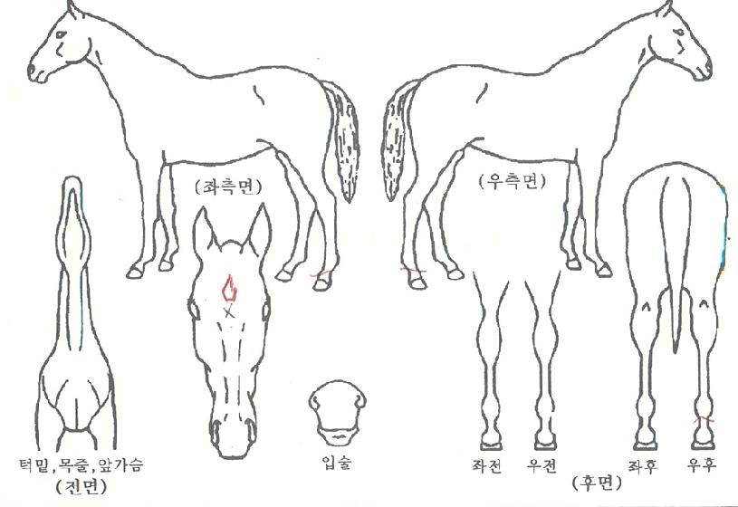 �������� ����,���,�޸�,�λ�,�ٸ��� Ư¡����