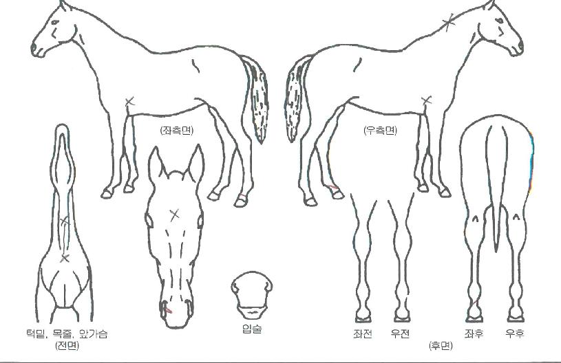 ÇØÇÇÆ÷¿¡¹öÀÇ Ãø¸é,¿ì¸é,µÞ¸é,µÎ»ó,´Ù¸®ÀÇ Æ¯Â¡µµÇØ