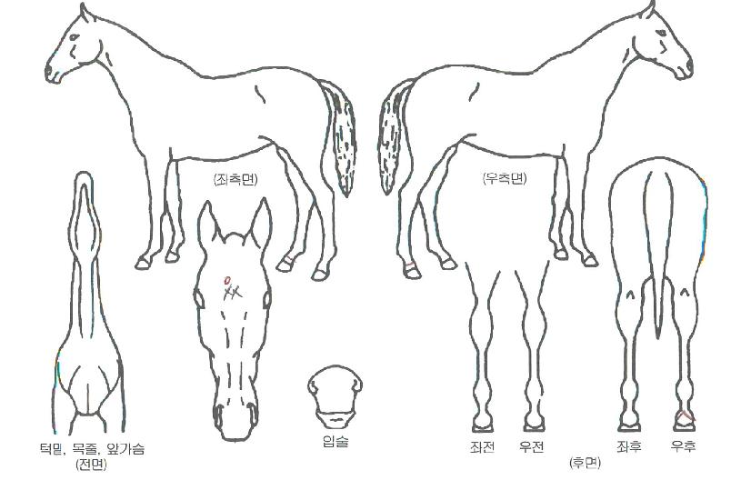 °ÀÚź»ýÀÇ Ãø¸é,¿ì¸é,µÞ¸é,µÎ»ó,´Ù¸®ÀÇ Æ¯Â¡µµÇØ