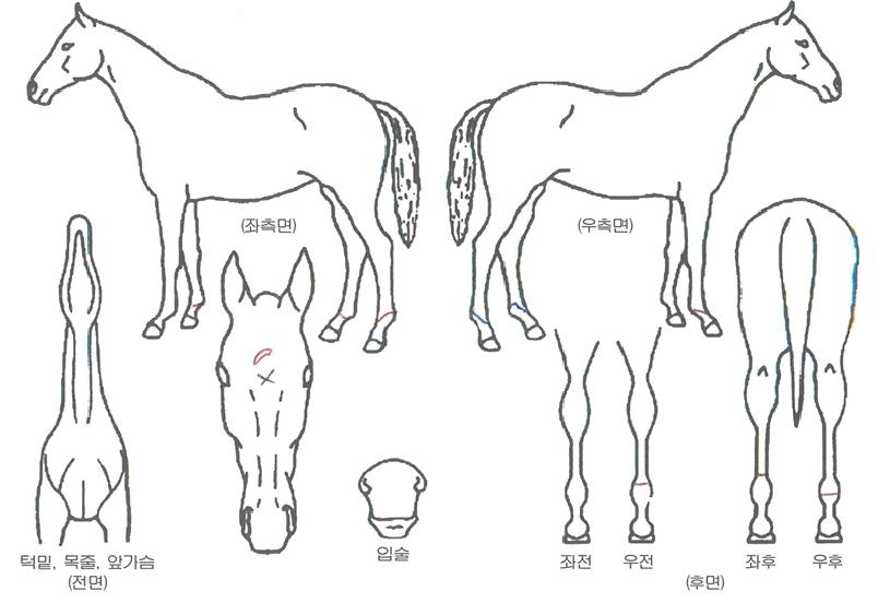 ������������ ����,���,�޸�,�λ�,�ٸ��� Ư¡����