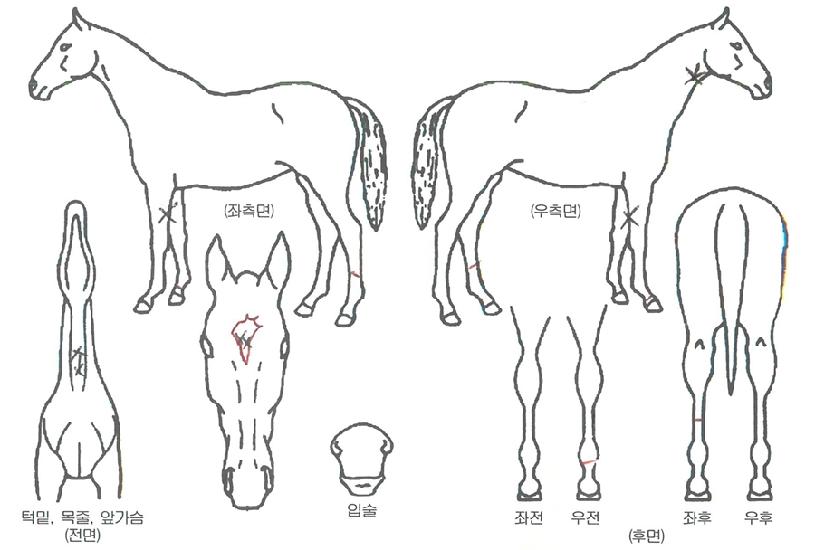 ºÎ°æµ¹Ç³ÀÇ Ãø¸é,¿ì¸é,µÞ¸é,µÎ»ó,´Ù¸®ÀÇ Æ¯Â¡µµÇØ