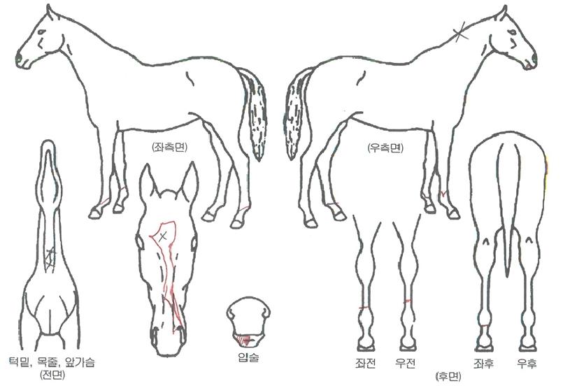 ¿À¼¶·¹À̵ðÀÇ Ãø¸é,¿ì¸é,µÞ¸é,µÎ»ó,´Ù¸®ÀÇ Æ¯Â¡µµÇØ