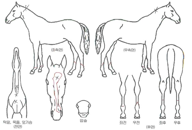 ģģ§ÀÇ Ãø¸é,¿ì¸é,µÞ¸é,µÎ»ó,´Ù¸®ÀÇ Æ¯Â¡µµÇØ