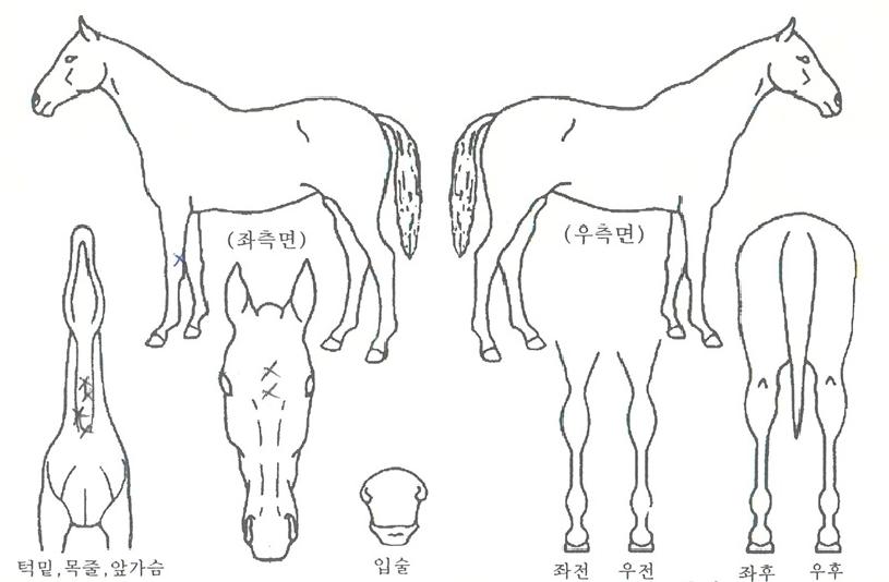 ÅåÅå¿©À屺ÀÇ Ãø¸é,¿ì¸é,µÞ¸é,µÎ»ó,´Ù¸®ÀÇ Æ¯Â¡µµÇØ