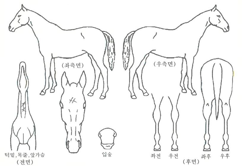 °ø·æÀÇ Ãø¸é,¿ì¸é,µÞ¸é,µÎ»ó,´Ù¸®ÀÇ Æ¯Â¡µµÇØ