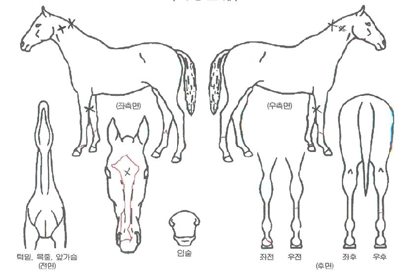 ���Ƿ����� ����,���,�޸�,�λ�,�ٸ��� Ư¡����