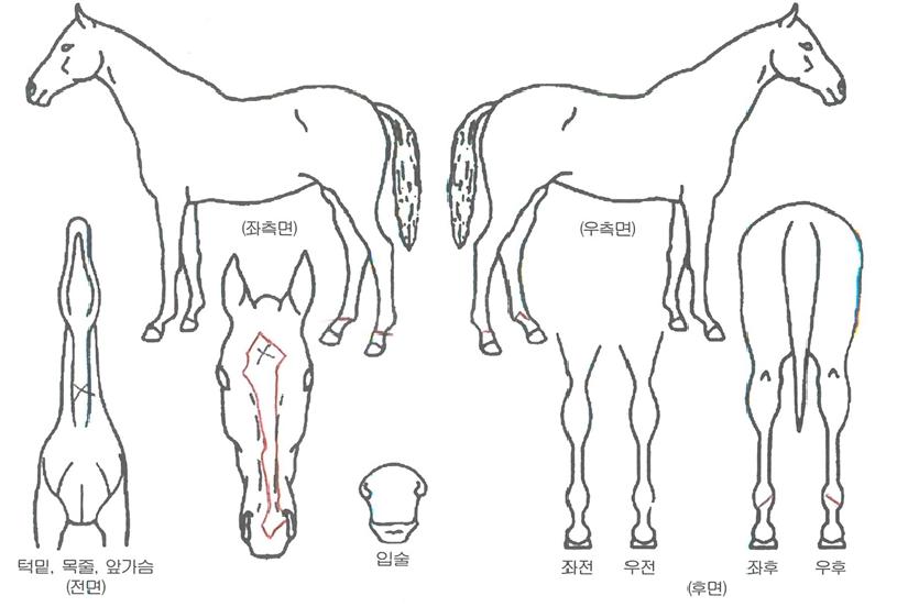 ���ʸ����� ����,���,�޸�,�λ�,�ٸ��� Ư¡����