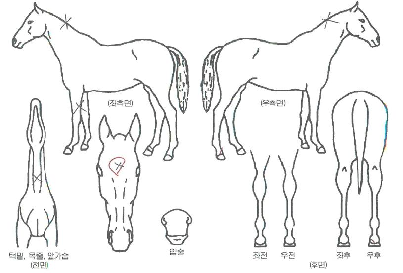 Ȳ�ݰ�ž�� ����,���,�޸�,�λ�,�ٸ��� Ư¡����