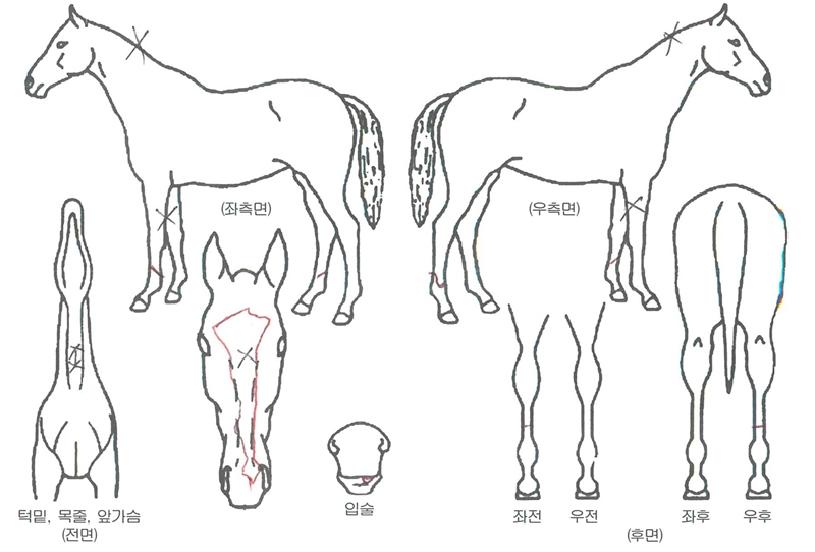 �¾籤���� ����,���,�޸�,�λ�,�ٸ��� Ư¡����