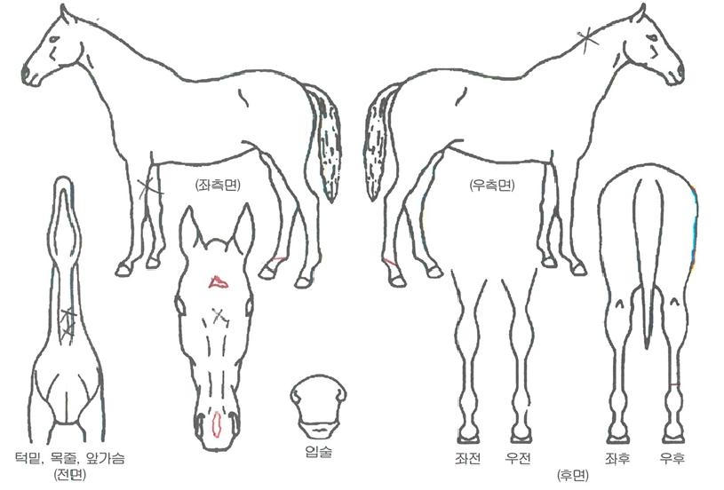 ��Ű�ֺ�ε��ڸ��� ����,���,�޸�,�λ�,�ٸ��� Ư¡����