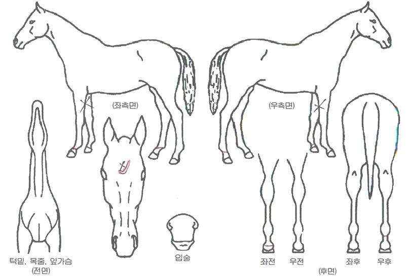 ½ºÅ¸Àϸ®½ÃÀÇ Ãø¸é,¿ì¸é,µÞ¸é,µÎ»ó,´Ù¸®ÀÇ Æ¯Â¡µµÇØ