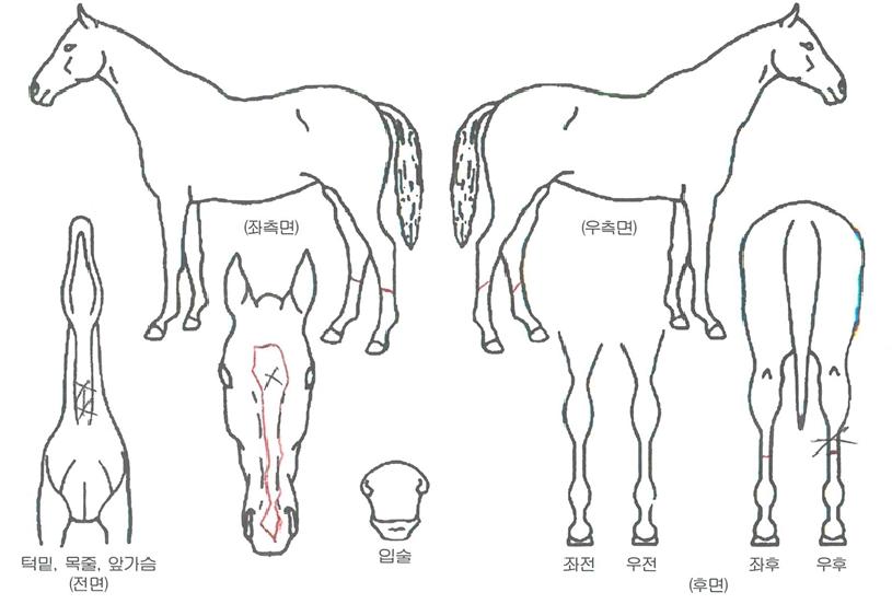 ¾Æ¿øÀÇ Ãø¸é,¿ì¸é,µÞ¸é,µÎ»ó,´Ù¸®ÀÇ Æ¯Â¡µµÇØ