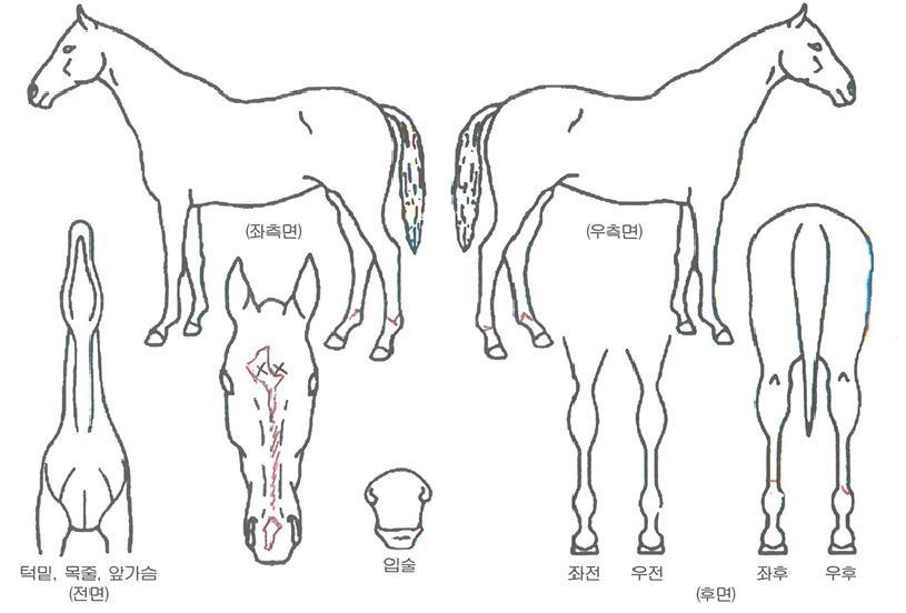 À§³Êºí·¢ÀÇ Ãø¸é,¿ì¸é,µÞ¸é,µÎ»ó,´Ù¸®ÀÇ Æ¯Â¡µµÇØ