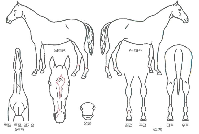 ¼´Ï½ºÄ«ÀÌÀÇ Ãø¸é,¿ì¸é,µÞ¸é,µÎ»ó,´Ù¸®ÀÇ Æ¯Â¡µµÇØ