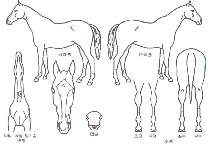 ÃÖ°¾îµåº¥Ã³ÀÇ Ãø¸é,¿ì¸é,µÞ¸é,µÎ»ó,´Ù¸®ÀÇ Æ¯Â¡µµÇØ