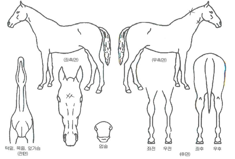 ��Ǫ�������� ����,���,�޸�,�λ�,�ٸ��� Ư¡����