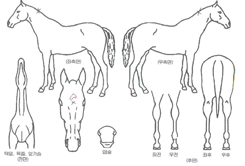¸Þ°¡Æù¥±ÀÚ¸¶ÀÇ Ãø¸é,¿ì¸é,µÞ¸é,µÎ»ó,´Ù¸®ÀÇ Æ¯Â¡µµÇØ