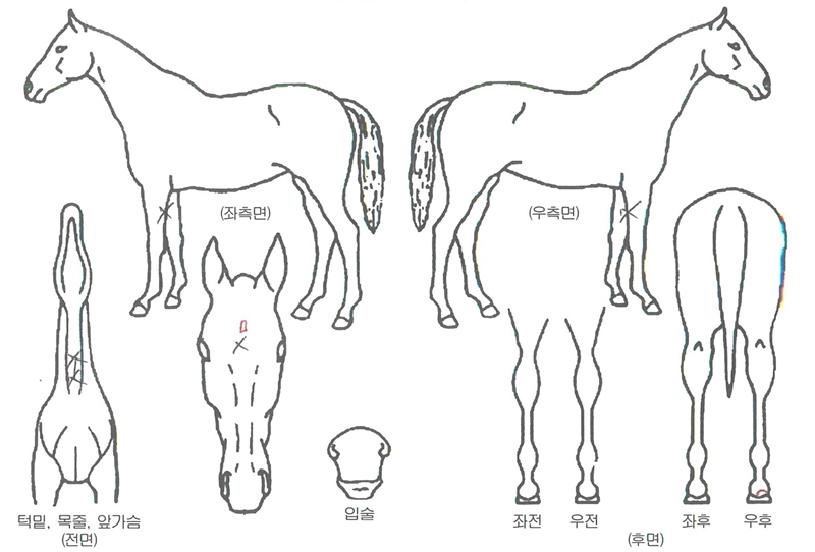 ½Å¼¼°è½Ã´ëÀÇ Ãø¸é,¿ì¸é,µÞ¸é,µÎ»ó,´Ù¸®ÀÇ Æ¯Â¡µµÇØ