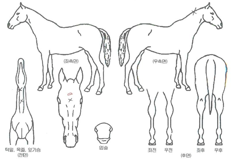 �̾ƹ̰��� ����,���,�޸�,�λ�,�ٸ��� Ư¡����