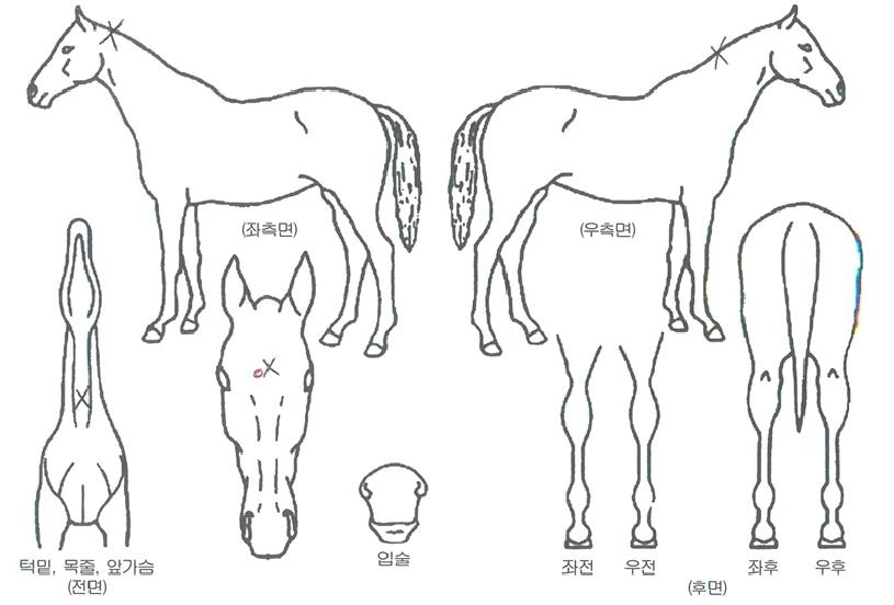 ´ÙÀ̾ƷÎÁîÀÇ Ãø¸é,¿ì¸é,µÞ¸é,µÎ»ó,´Ù¸®ÀÇ Æ¯Â¡µµÇØ