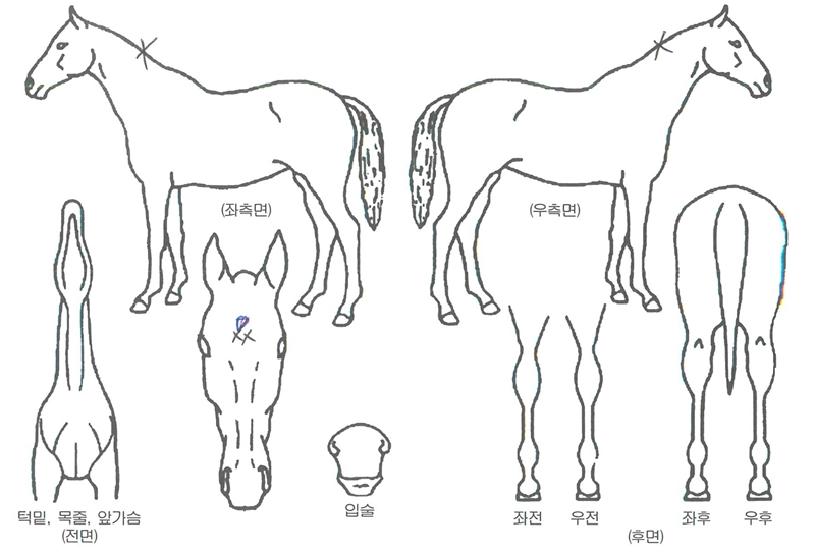 ��û���ڸ��� ����,���,�޸�,�λ�,�ٸ��� Ư¡����