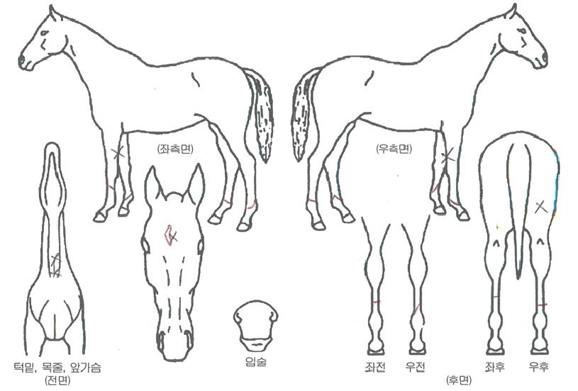 ŷ��ž�� ����,���,�޸�,�λ�,�ٸ��� Ư¡����