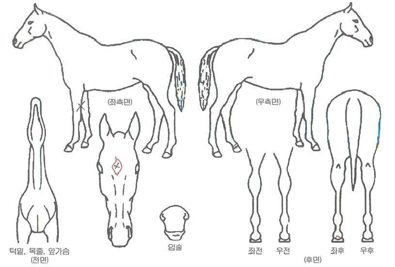 ȭ��Ʈ���� ����,���,�޸�,�λ�,�ٸ��� Ư¡����