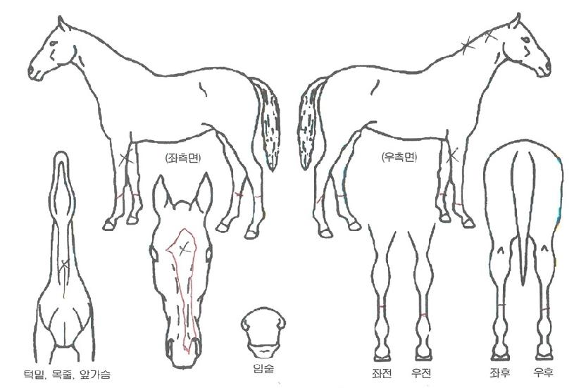 »þÇÁ°¶·°½ÃÀÇ Ãø¸é,¿ì¸é,µÞ¸é,µÎ»ó,´Ù¸®ÀÇ Æ¯Â¡µµÇØ